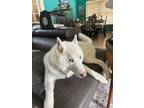 Adopt Angel a White Husky / Mixed dog in Ocean Ridge, FL (40404411)
