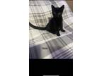 Adopt Carl a American Shorthair / Mixed (short coat) cat in Hyde, PA (40403627)