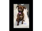 Adopt Roxy a Brindle Pit Bull Terrier / Labrador Retriever dog in Lexington