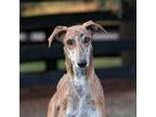 Adopt Neymar a Brindle - with White Saluki / Mixed dog in King City