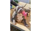 Adopt Dimey- IN FOSTER a Merle Mixed Breed (Small) / Mixed Breed (Medium) /