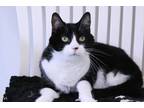 Adopt Malachi a All Black Domestic Shorthair / Domestic Shorthair / Mixed cat in