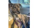 Adopt Mutt a Brindle Boxer / Pit Bull Terrier / Mixed dog in Oklahoma City