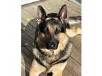 Adopt Niko a Black - with Tan, Yellow or Fawn German Shepherd Dog / Mixed dog in
