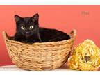 Adopt Max a Domestic Mediumhair / Mixed (medium coat) cat in San Jacinto