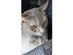 Adopt Asher a Gray or Blue Domestic Mediumhair / Domestic Shorthair / Mixed cat