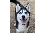 Adopt Jill a Siberian Husky / Mixed dog in Matawan, NJ (39619154)