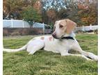 Adopt Tia a Tan/Yellow/Fawn - with White Foxhound / Labrador Retriever / Mixed