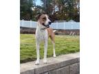 Adopt Dottie a Tricolor (Tan/Brown & Black & White) Foxhound / Jack Russell
