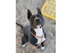 Adopt Banjo a Black Mixed Breed (Medium) / Mixed dog in Green Cove Springs