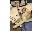 Adopt Roxy a Tan/Yellow/Fawn Australian Cattle Dog / Mixed dog in Calgary