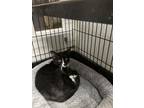 Adopt Bugs a Black & White or Tuxedo Domestic Shorthair / Domestic Shorthair /