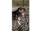 Adopt Bacon a Brown/Chocolate German Shepherd Dog / Mixed dog in Terre Haute
