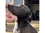 Adopt Cami a Black Mixed Breed (Medium) / Mixed dog in Carrollton, GA (39402416)