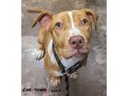 Adopt Abby Mallard a Pit Bull Terrier / Mixed dog in Lexington, KY (40391824)
