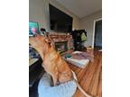 Adopt Mocha a Labrador Retriever / Great Dane dog in Tracy, CA (40391882)