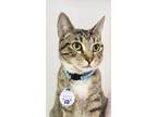 Adopt Fossil (Pounce Cat Cafe) a Brown or Chocolate Domestic Shorthair /