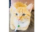 Adopt Stripesy (Pounce Cat Cafe) a Orange or Red Domestic Shorthair / Domestic