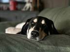 Adopt Bob Barker a Black Shepherd (Unknown Type) / Mixed dog in Danville