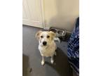 Adopt Bella a White - with Tan, Yellow or Fawn Great Pyrenees / Mixed dog in