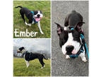 Adopt Ember a Black American Pit Bull Terrier / Mixed dog in Crawfordsville