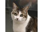 Adopt Misifu a White Domestic Shorthair / Domestic Shorthair / Mixed cat in