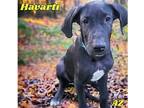 Adopt Havarti a Black Great Dane / Mixed dog in GLENDALE, AZ (40390221)