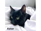 Adopt Aster a All Black Domestic Shorthair / Mixed Breed (Medium) / Mixed (short