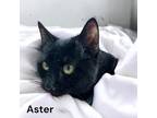 Adopt Aster a All Black Domestic Shorthair / Domestic Shorthair / Mixed cat in