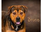 Adopt Bruno a Brown/Chocolate - with Black Rottweiler / Hound (Unknown Type) /