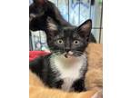 Adopt Jazz a Brown Tabby Domestic Shorthair / Mixed Breed (Medium) / Mixed