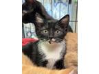 Adopt Jazz a Brown or Chocolate Domestic Shorthair / Domestic Shorthair / Mixed