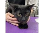 Adopt Bubbles a All Black Domestic Shorthair / Domestic Shorthair / Mixed cat in