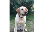 Adopt Cami a Tan/Yellow/Fawn Labrador Retriever / Mixed dog in Newfield