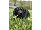 Adopt Arya a Black Labrador Retriever / Mixed (short coat) dog in Newfield