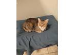 Adopt Baby Girl a Brown Tabby Domestic Shorthair / Mixed Breed (Medium) / Mixed