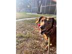 Adopt Jenny a Dachshund / Mixed dog in Fulton, TX (39450636)