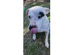 Adopt SPOT a Terrier (Unknown Type, Medium) dog in Shreveport, LA (40383431)
