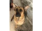 Adopt HARLOW a German Shepherd Dog / Mixed dog in Shreveport, LA (40383429)