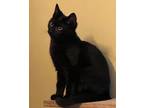 Adopt Sabina a Domestic Shorthair / Mixed (short coat) cat in Alpharetta