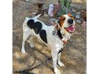 Adopt Paisley a Tricolor (Tan/Brown & Black & White) Treeing Walker Coonhound /
