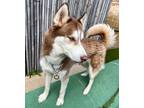 Adopt Chase a White - with Red, Golden, Orange or Chestnut Husky / Mixed dog in