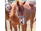 Adopt Brandy Bucket a Quarterhorse / Mixed horse in Des Moines, IA (40379391)