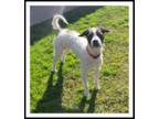 Adopt ALICE a Black - with White Terrier (Unknown Type, Medium) / Mixed dog in