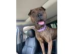 Adopt CUTIE COCO a Brindle Shar Pei / American Staffordshire Terrier / Mixed dog