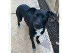 Adopt Darling a Black - with White Feist / Labrador Retriever / Mixed dog in