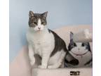 Adopt Skittles a Gray or Blue (Mostly) Domestic Shorthair (short coat) cat in
