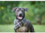 Adopt Midnight aka Milo a Brindle Pit Bull Terrier / Mixed dog in Southbury