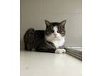 Adopt Ramsey a Brown Tabby Domestic Shorthair / Mixed Breed (Medium) / Mixed