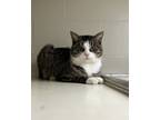 Adopt Ramsey a Brown or Chocolate Domestic Shorthair / Domestic Shorthair /